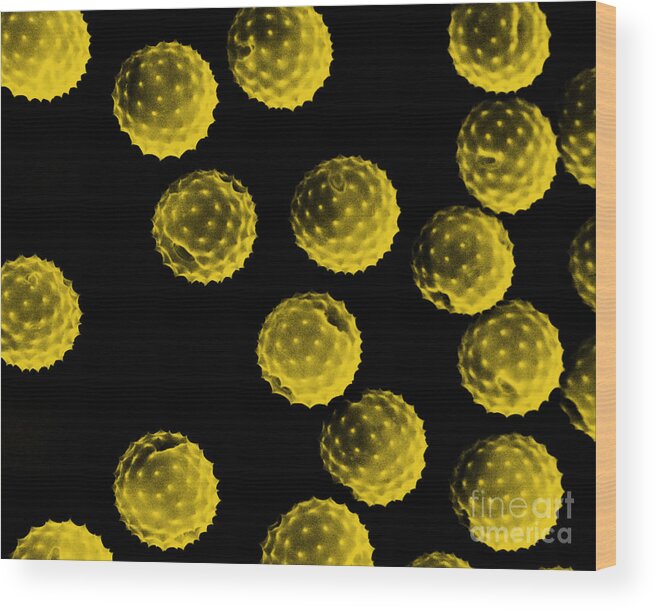 Botany Wood Print featuring the photograph Ragweed Pollen Sem by David M. Phillips