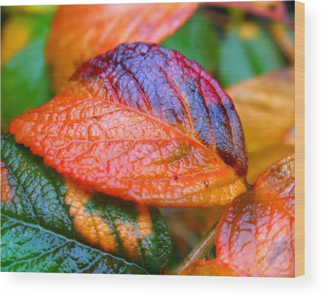 Leaf Wood Print featuring the photograph Rainy Day Leaves by Rona Black