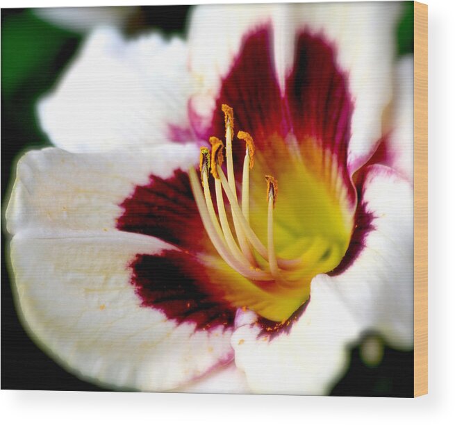 #lily Wood Print featuring the photograph Reaching Out by Debbie Nobile