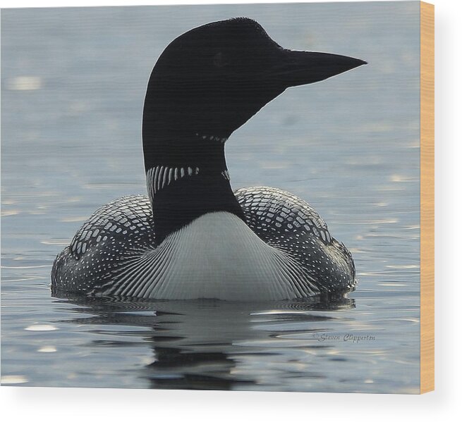 Loon Wood Print featuring the photograph Ready for my Close-up by Steven Clipperton