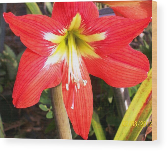 Amarylis In Bloom Wood Print featuring the photograph Red Amarylis by Belinda Lee