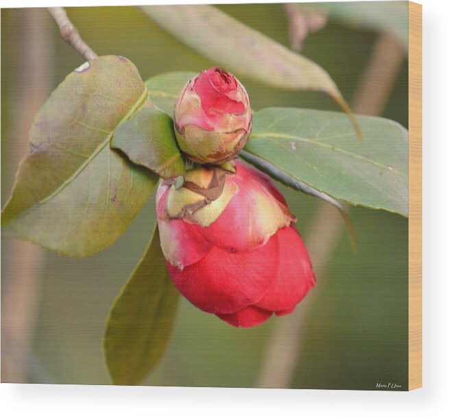 Red Camelia Buds Wood Print featuring the photograph Red Camelia Buds by Maria Urso