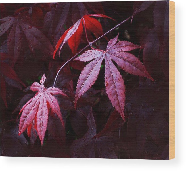 Burgundy Wood Print featuring the photograph Red Maple Trio by Carolyn Jacob