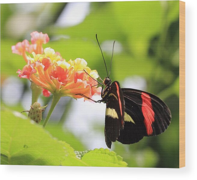 Red Postman Butterfly Wood Print featuring the photograph Red Postman Butterfly #1 by Angela Murdock
