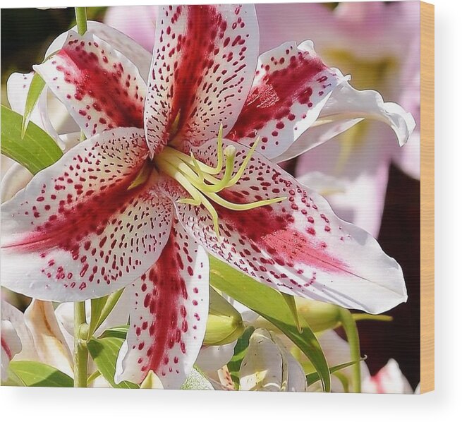 Lily Wood Print featuring the photograph Red Stripes and Spots - Lily by Kim Bemis