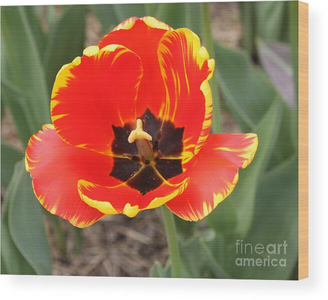 Red Tulip At Brooklyn Botanical Gardens Wood Print featuring the photograph Red Tulip At Brooklyn Botanical Gardens by John Telfer