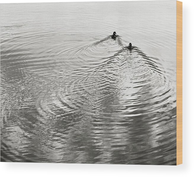 Duck Wood Print featuring the photograph Reflections by Charles Harden