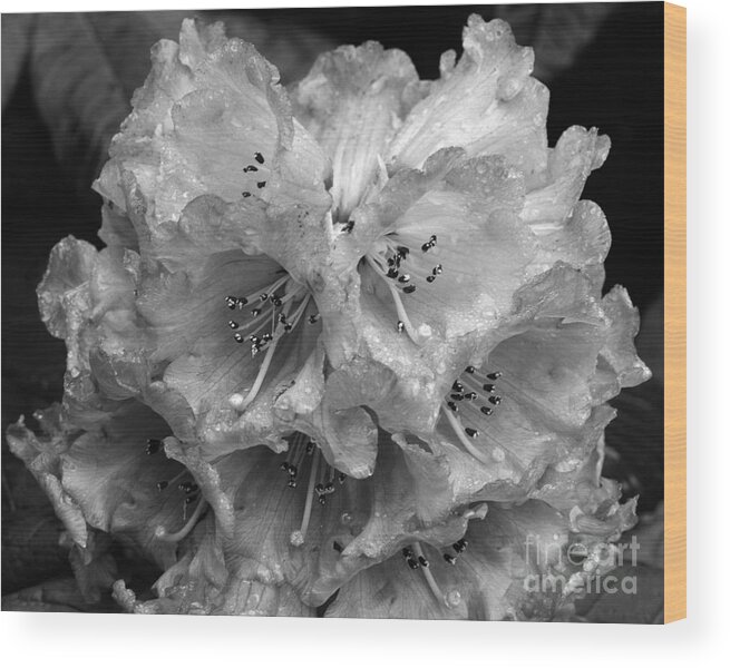 Rhododendron Wood Print featuring the photograph Rhododendron in the rain by Paul Cowan