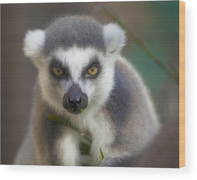 Ring Tailed Lemur Wood Print featuring the photograph Ring Tailed Lemur by Dusty Wynne