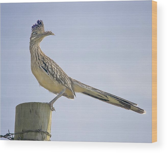 Road Runner Wood Print featuring the photograph Roadrunner on Fence Post by Michael Dougherty