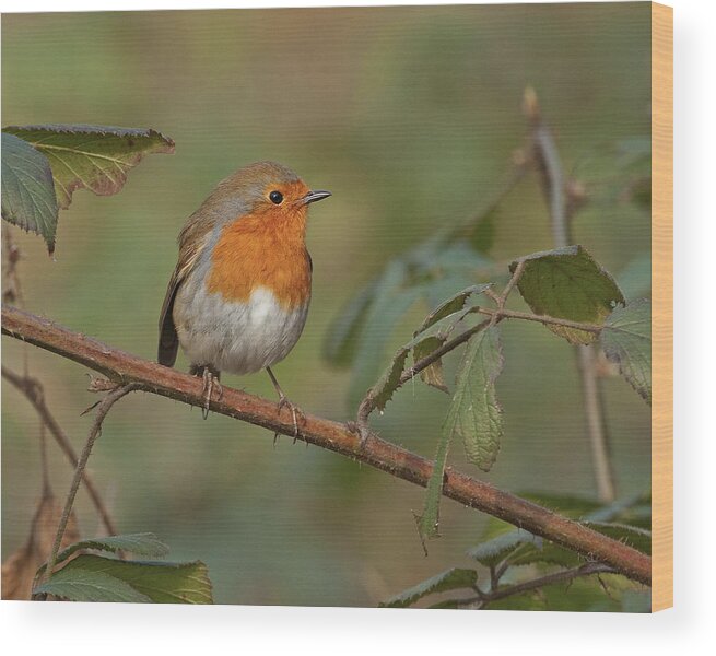 Robin Wood Print featuring the photograph Robin by Paul Scoullar