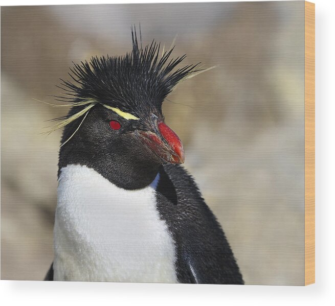 Eudyptes Chrysocome Chrysocome Wood Print featuring the photograph Rockhopper by Tony Beck