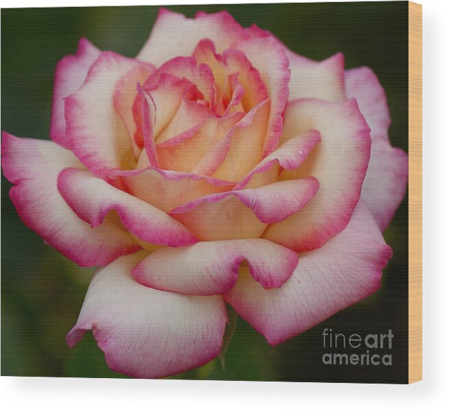 Rose Wood Print featuring the photograph Rose Beauty by Debby Pueschel