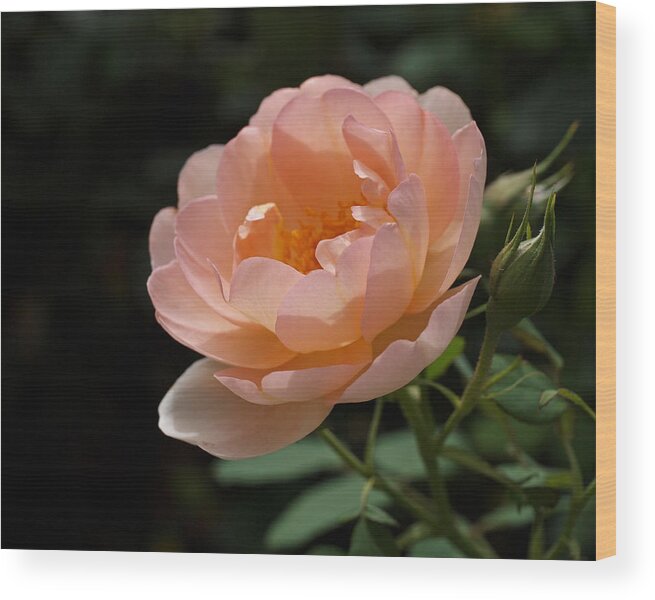 Rose Wood Print featuring the photograph Rose Blush by Rona Black