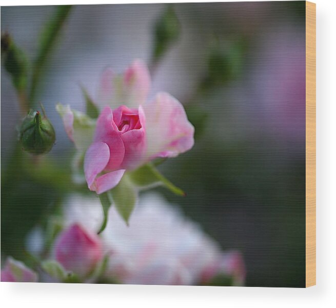 Rose Wood Print featuring the photograph Rose Emergent by Rona Black