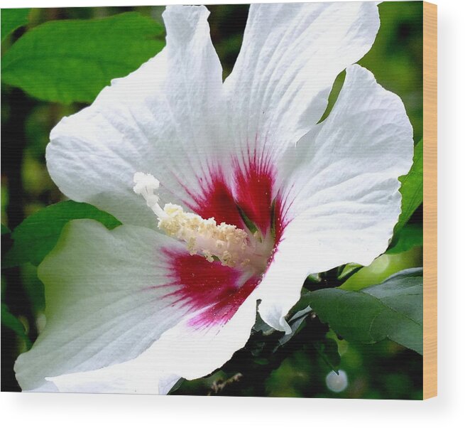 Hibiscus Wood Print featuring the photograph Rose of Sharon # 2 by Melissa Bittinger