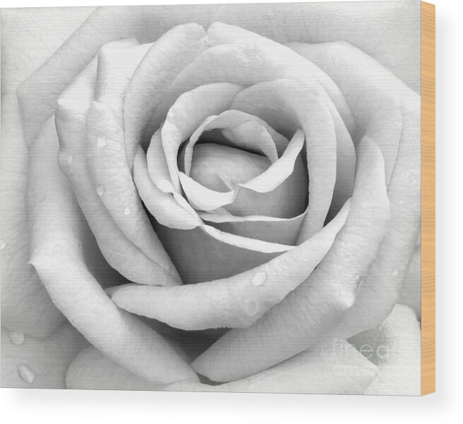 Macro Wood Print featuring the photograph Rose with Tears by Sabrina L Ryan