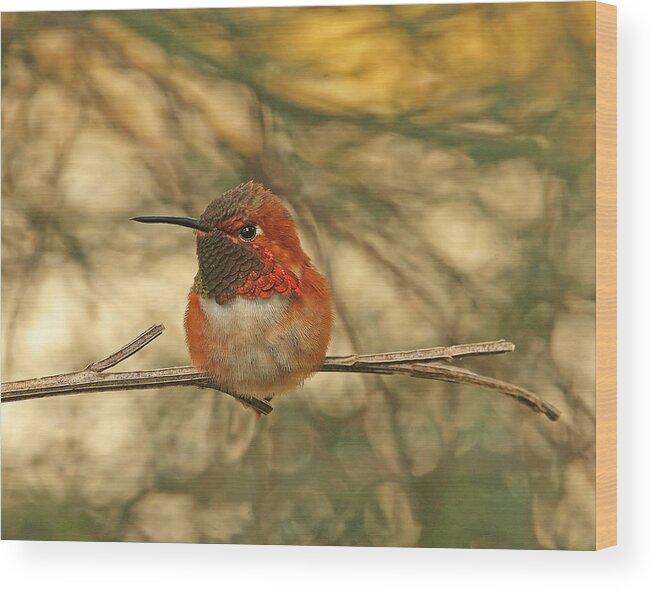 Hummingbirds Wood Print featuring the photograph Rufous Hummingbird Sitting by Peggy Collins