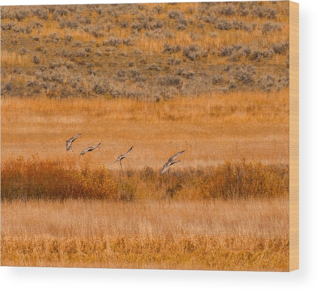 Birds Wood Print featuring the photograph Sand Hill Cranes at Slough Creek Yellowstone by Brenda Jacobs