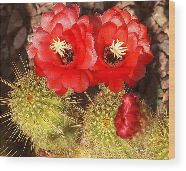 Flower Wood Print featuring the photograph Scarlet Pair by Kent Nancollas