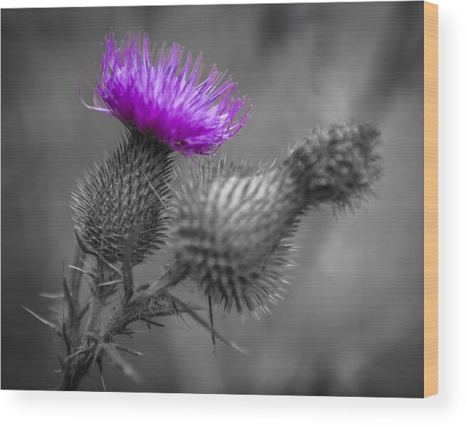 Thistle Wood Print featuring the photograph Scotland Calls 1 by Scott Campbell