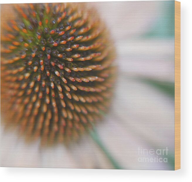 Fine Art Floral Macro Wood Print featuring the photograph Sea Hedgehog by Irina Wardas