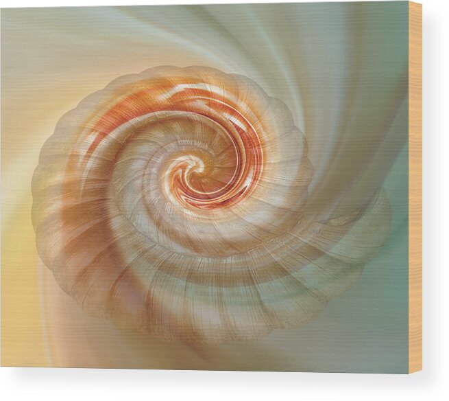 Seashell Wood Print featuring the digital art Seashell Swirl by Nina Bradica