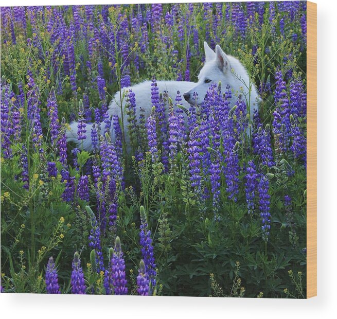 White Wolf Wood Print featuring the photograph Sekani in Lupine by Sean Sarsfield