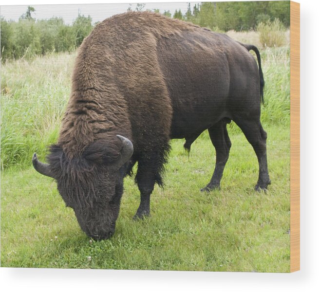 Bison Wood Print featuring the photograph Shaggy by Rhonda McDougall