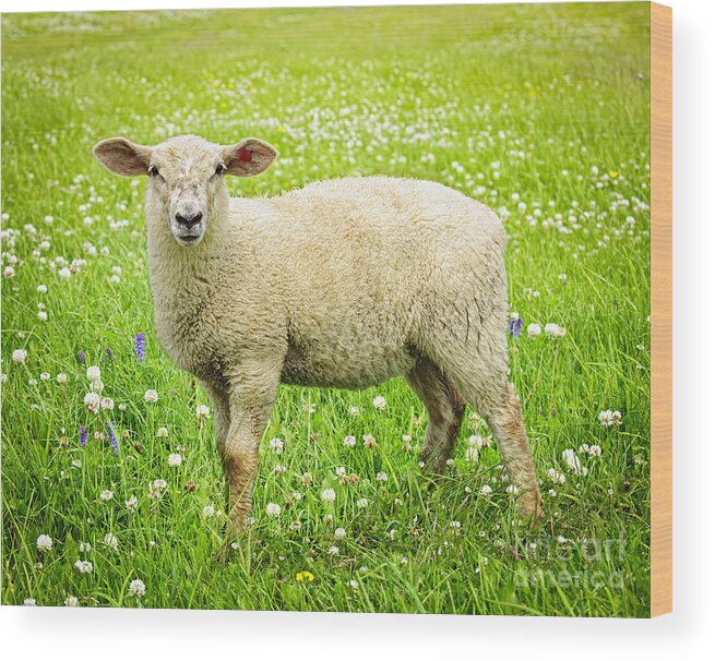 Sheep Wood Print featuring the photograph Sheep in summer meadow by Elena Elisseeva