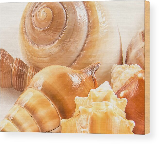Shell Wood Print featuring the photograph Shells by Jean Noren