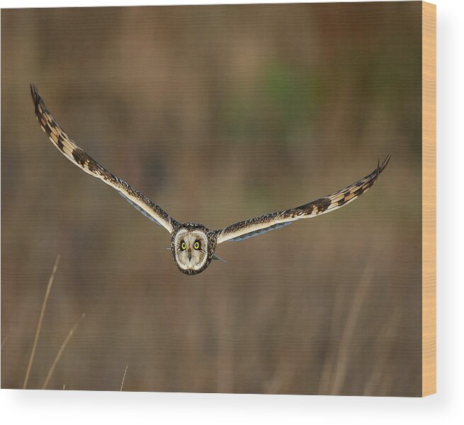 Short Wood Print featuring the photograph Short Eared Owl by Paul Scoullar