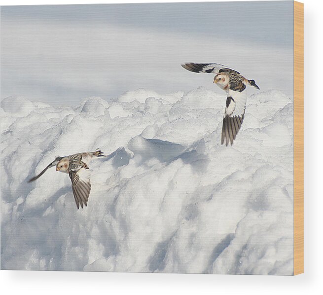 Wildlife Wood Print featuring the photograph Snow Buntings in Flight by William Selander