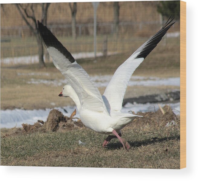 Wildlife Wood Print featuring the photograph Snow Goose Taking Flight by William Selander
