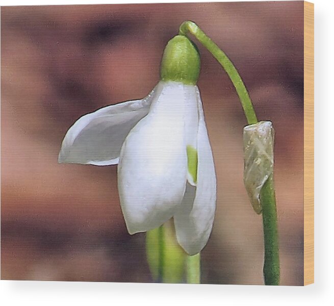 Snowdrop Wood Print featuring the photograph Snowdrop by Janice Drew