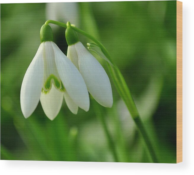 Flower Wood Print featuring the photograph Snowdrops by Joe Ormonde