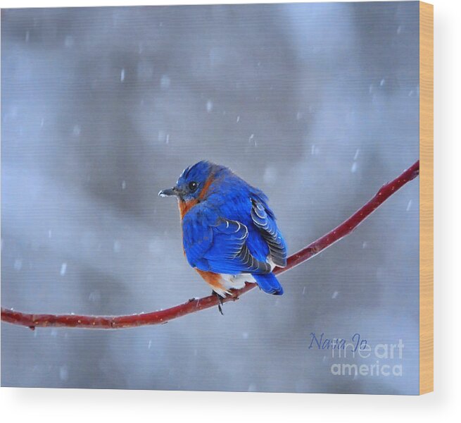 Nature Wood Print featuring the photograph Snowy Bluebird by Nava Thompson