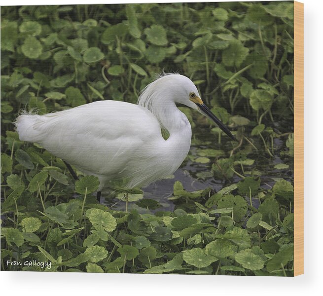 Snowy Egret Wood Print featuring the photograph Snowy Egret in Wetland by Fran Gallogly