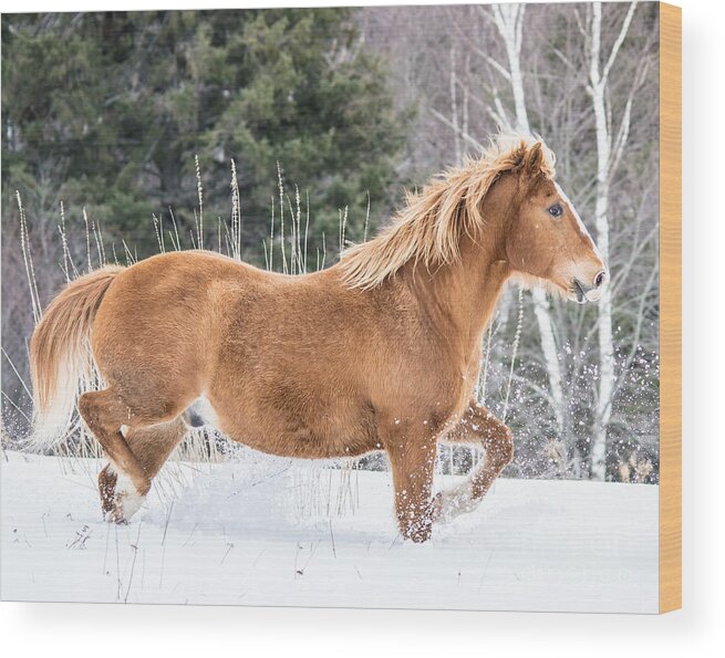 Horse Wood Print featuring the photograph Snowy Trot by Cheryl Baxter