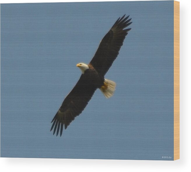 Unaltered Wood Print featuring the photograph Soaring Bald Eagle by Jeff at JSJ Photography