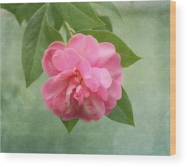 Flower Wood Print featuring the photograph Southern Camellia Flower by Kim Hojnacki