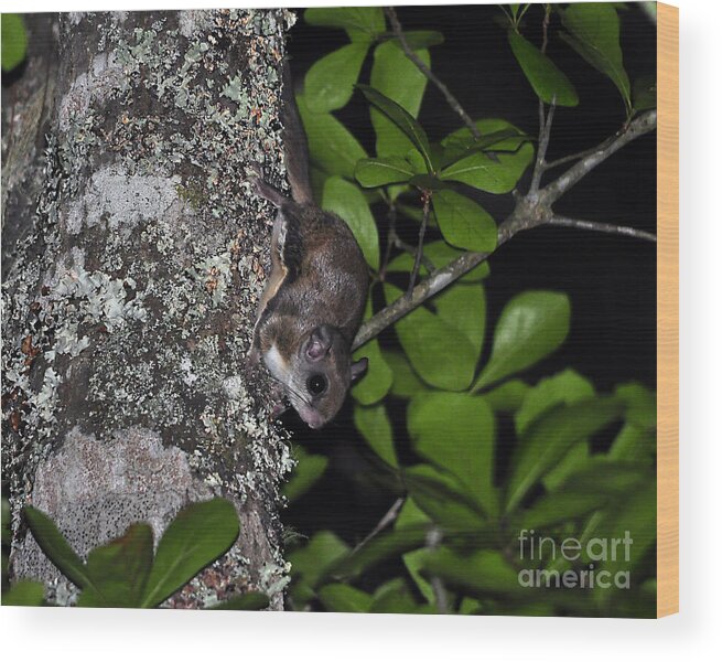 Flying Squirrel Wood Print featuring the photograph Southern Flying Squirrel by Al Powell Photography USA