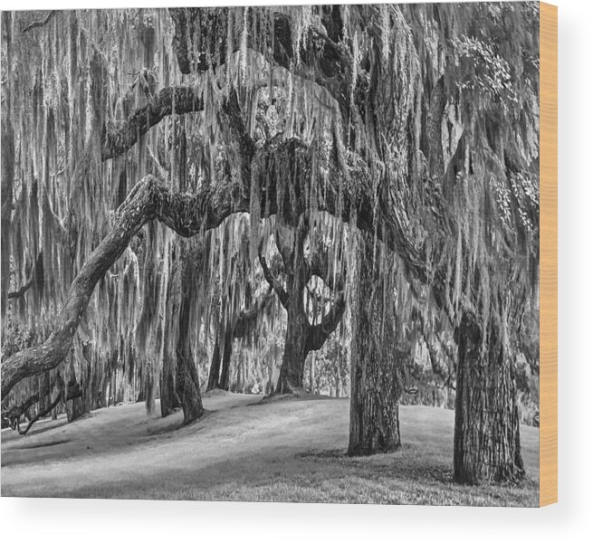 Clouds Wood Print featuring the photograph Spanish Moss in Black and White by Debra and Dave Vanderlaan