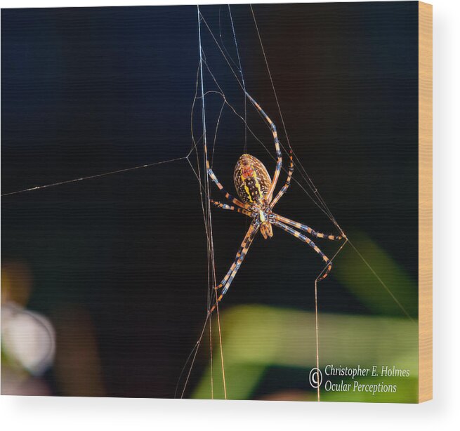 Spider Wood Print featuring the photograph Spider by Christopher Holmes