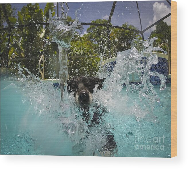 Dog Wood Print featuring the photograph Splash down by Quinn Sedam