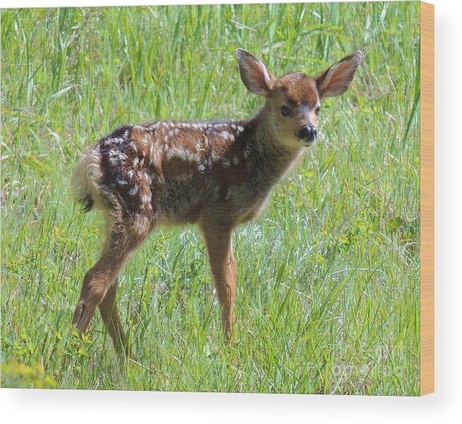 Fawn Wood Print featuring the photograph Spotted Fawn by Michele Penner