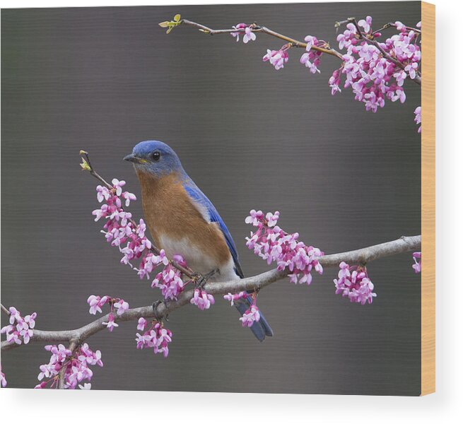 Bluebird Photographs Photographs Wood Print featuring the photograph Spring Beauty by Jim E Johnson