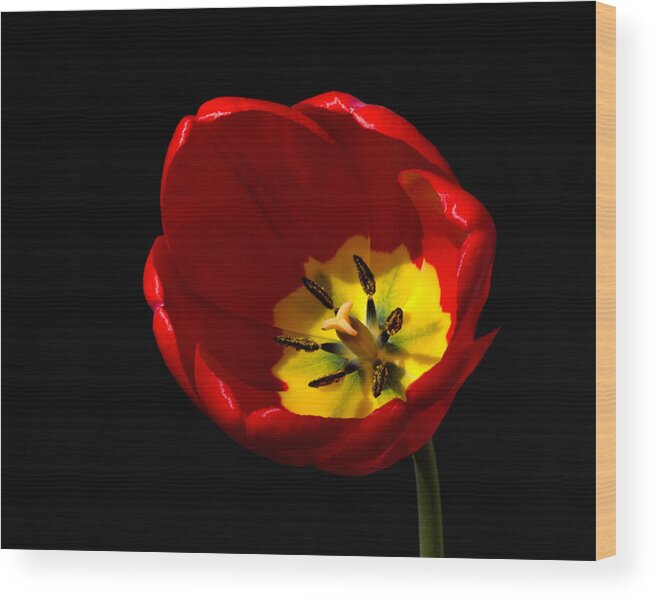 Spring Tulip In Full Bloom Wood Print featuring the photograph Spring Tulip 1 by Kenneth Cole