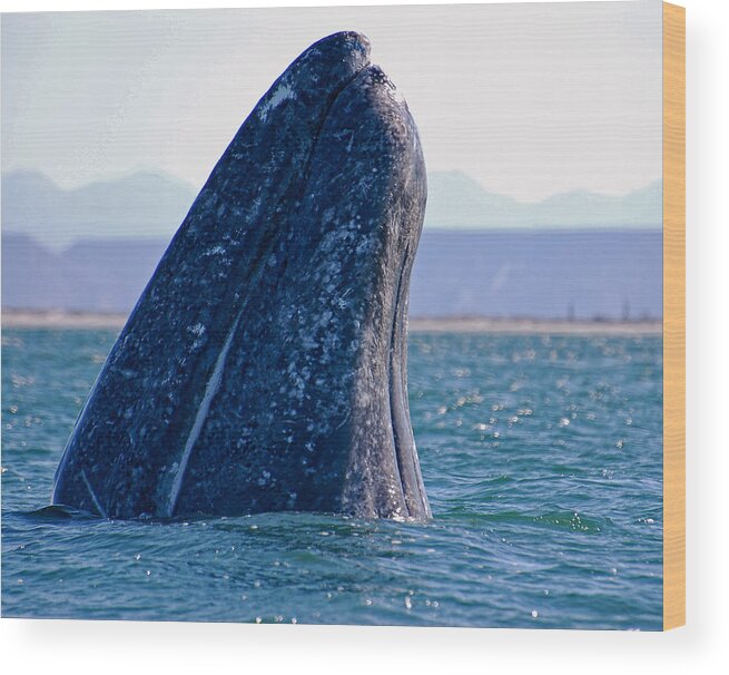 Whale Wood Print featuring the photograph Spyhopping by Don Schwartz