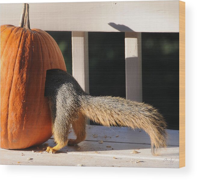 Squirrel Wood Print featuring the photograph Squirrel and Pumpkin - Breakfast by Aaron Spong